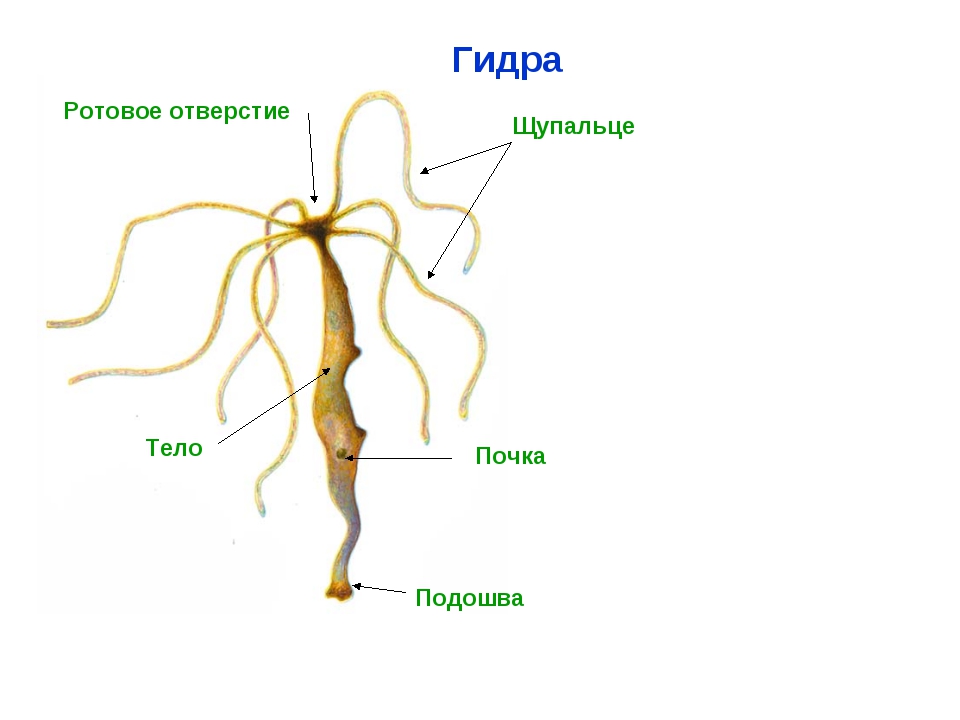 Кракен kr2connect co