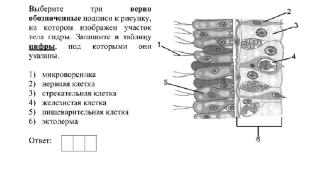 Кракен at